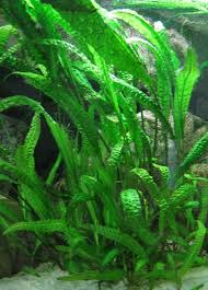 Image result for Aponogeton stuhlmannii