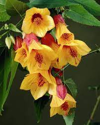 Just £7.99 out of stock. 80 Plants Color Red And Yellow Ideas Plants Flowers Planting Flowers
