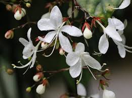 Image result for Clerodendrum silvanum