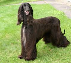The Afghan Hound Beautiful Chocolate Brown Afghan Hound Dog Breeds Hound Dog Breeds