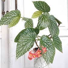 Begonia Maculata Raddi Begonia Maculata Indoor Plants Plants