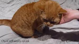 Maybe you would like to learn more about one of these? Garfield Our British Shorthair Ginger Cat Loves Affection Youtube