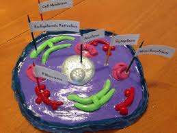 We did not find results for: Found On Bing From Www Pinterest Com Animal Cell Animal Cell Drawing Cells Project