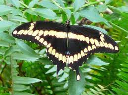 Papilio Cresphontes Wikipedia La Enciclopedia Libre