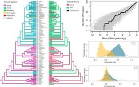 Image result for Pseudomussaenda stenocarpa