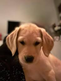 Happy 1st birthday to our little Luna Rose! You are a crazy, wild,  beautiful, sometimes annoying girl.