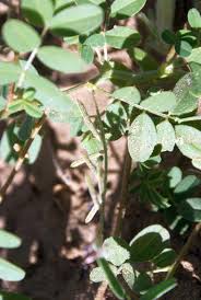 Image result for Indigofera daleoides