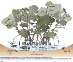  Mangrove Forest Wildlife Conceptual Diagram Illustrating Several Of The More Notable Species Provided Habitat By M Forest And Wildlife Mangrove Forest Mangrove
