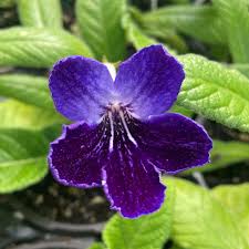 Image result for Streptocarpus kamerunensis
