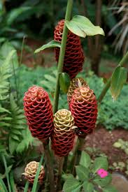 Image result for Zingiberaceae