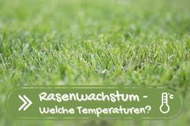 Wir zeigen ihnen, worauf sie achten müssen. Ab Welcher Temperatur Wachst Rasen Rasenwachstum Pro Woche Gartenlexikon De
