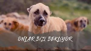 Izmir Menderes Teki Hayvan Barinagi Ni Ziyaret Ettik Sopengazi Nebiha Deprem Bakimevi Youtube