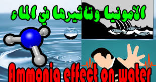 Ø§Ù„Ø§Ù…ÙˆÙ†ÙŠØ§ I ÙˆØ§Ù„Ø³Ù…Ùƒ ÙˆØªØ£Ø«ÙŠØ±Ù‡Ø§ ÙÙŠ Ø§Ù„Ù…Ø§Ø¡ ÙˆØ§Ù„Ø£Ù…ÙˆÙ†ÙŠÙˆÙ… Ammonia I Fish Effect On Water And Ammonium
