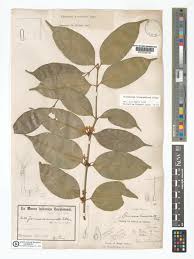 Image result for Pleiocarpa