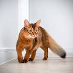 Somali Kittens for Sale - Adoptapet