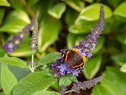 Dwarf butterfly bush pugster blue. 2021 Flowering Shrub Of The Year Pugster Blue Buddleia Perishable News