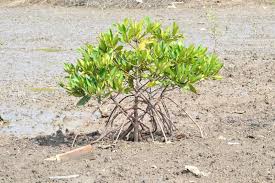 Image result for Avicennia marina