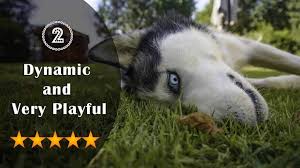 Maybe you would like to learn more about one of these? Top 10 Benefits Of Having A Siberian Husky Dogmal