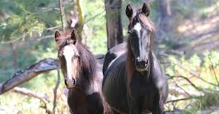 Track breaking act brumbies headlines on newsnow: Research Into The Welfare Of Wild Australian Brumbies Horses And People