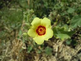 Image result for Hibiscus panduriformis