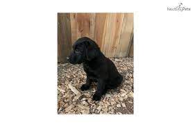 Please know that the available puppies will be posted the afternoon before the event. Labrador Retriever Puppy For Sale Near Pueblo Colorado Bec07faf 6501 Labrador Retriever Puppies Labrador Retriever Puppies