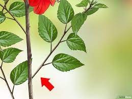 How To Propagate Hibiscus Hibiscus Tree Hibiscus Plant Hibiscus Tree Care