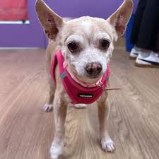 Happy New Year cha-ch-cha!! Tambourine has a new home cha-cha-cha!! This  little one has been adopted!! Huzzahs and dancing all around!! MUTTVILLE  (San Francisco CA): Tambourine (Chihuahua/Dachshund