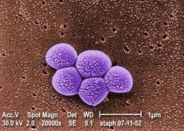 The area may be tender, swollen, or warm to the touch. Mrsa Bacteria Photo 1 Mrsa Cdc