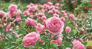 Image result for Rosa