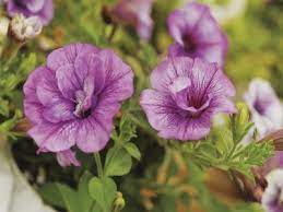 Maybe you would like to learn more about one of these? What Makes Petunias Sticky