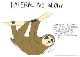 Hyperactive Sloth Sloth Sloth Photos Sloth Lovers