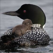 Epingle Par No Mos Sur Animales Naturaleza Beaux Oiseaux Animaux Et Oiseaux Photo Oiseau