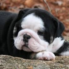 Black And White English Bulldog Puppy English Bulldog Puppy Sold From Puppychase Kennels 2010 Bulldog Puppies English Bulldog Puppies Bulldog
