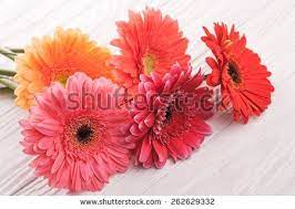 Colorful Gerbera Flowers On The Wooden Table Stock Photo Gerbera Flower Flower Catalogs Gerbera