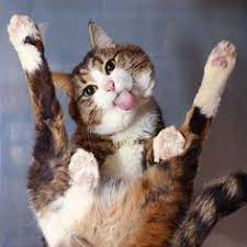 Imgur Com Cute Cats Cute Cats And Kittens Cute Animals