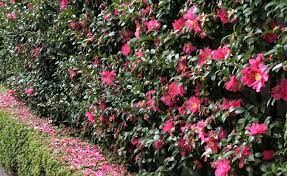 Maybe you would like to learn more about one of these? How To Plant A Hedge For Privacy Crewcut Lawn Garden