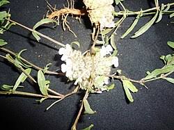 Image result for Lepidagathis lanatoglabra