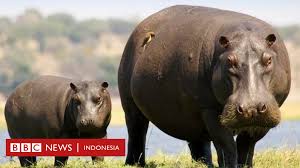 I don't mind helping those chunky cuties everyday. Coba Memfoto Kuda Nil Turis Cina Tewas Digigit Seorang Lagi Terluka Bbc News Indonesia