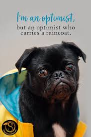 Hello S E Smith Science Fiction Action Adventure Romance Author Dog Training Training Your Dog Dogs