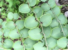 Image result for Pellaea angulosa