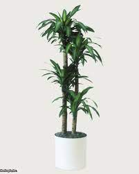 But all is not lost. Q A Northern Light For Indoor Trees Hgtv