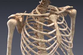 Animated Internal Organs Skeleton Animation Organs 3d Model