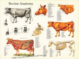 Cow Bovine Anatomy Poster Large Animal Vet Anatomy Pet Vet