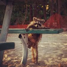 What to do if a raccoon is living under a deck? How To Keep Raccoons Away From Your House Markham Wildlife Removal