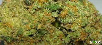 Cookie og is a hybrid strain containing a mixture of both, indica and sativa varieties. Cookie Og Strain Marijuana Strain Reviews Allbud