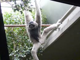 Image result for Hylebates cordatus