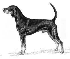 Dark grey kitchen units ukc coonhound registration. Breed Standards American Black And Tan Coonhound United Kennel Club Ukc