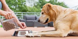 Today, i share the best puppy food that i fed my puppy, and. Dog Heart Disease Fda Finds Potential Link To 16 Brands Of Dog Food