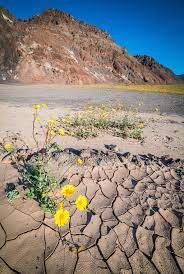 We did not find results for: Super Bloom At Death Valley National Park Travel Caffeine