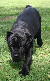 Italian greyhound puppy for sale. Gator Country Cane Corsos Home Facebook